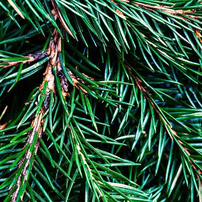 Fraser Fir ~ Luxury Coconut Apricot 10 Oz Candle